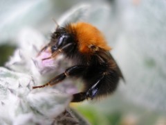 Bombus hypnorum