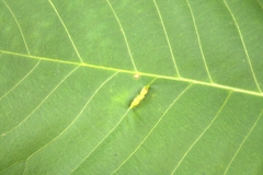 Phylloxera caryaevenae