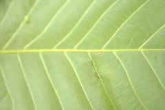 Phylloxera caryaevenae