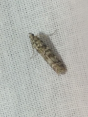 Dioryctria simplicella