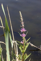 Lythrum salicaria