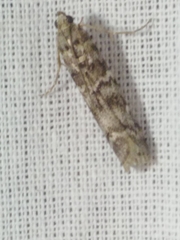 Dioryctria simplicella