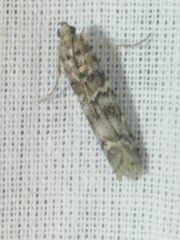 Dioryctria simplicella