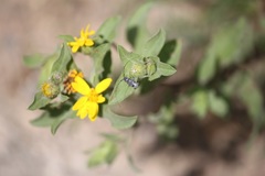 Hyperplatys montanus