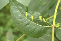 Phylloxera caryaevenae