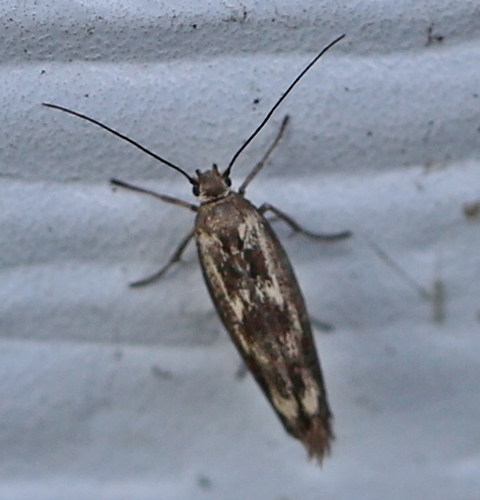 Chenopodium Scythris Moth