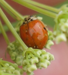 Hesperomyces virescens