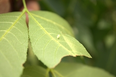 Caryomyia urnula