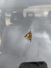 Synanthedon mellinipennis