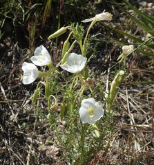 Oenothera coronopifolia