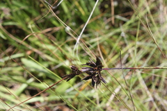 Cyperus neocooperi
