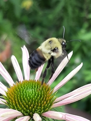 Bombus griseocollis