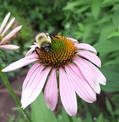 Bombus griseocollis
