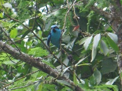 Dacnis hartlaubi