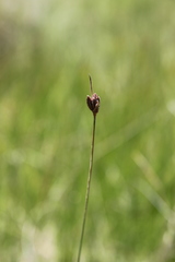Bulbostylis schoenoides