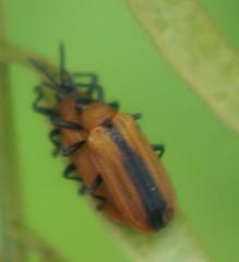 Odontota dorsalis