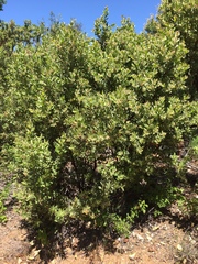 Arctostaphylos hooveri