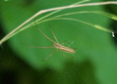 Tetragnatha versicolor
