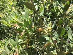 Arctostaphylos hooveri