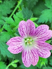 Geranium × oxonianum