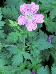 Geranium × oxonianum