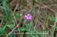 Silene acutifolia