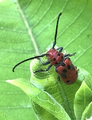 Tetraopes tetrophthalmus