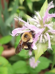 Bombus bimaculatus