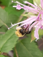 Bombus bimaculatus