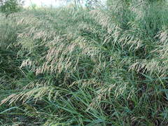 Bromus inermis