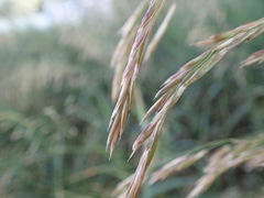 Bromus inermis
