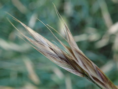 Bromus