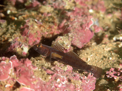 Gobius gasteveni