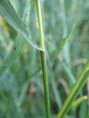 Bromus
