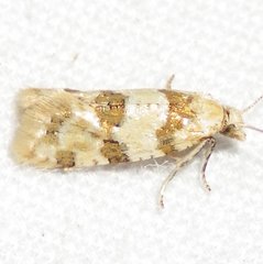 Aethes argentilimitana