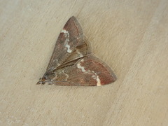 Pyrausta nicalis