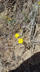 Camissonia kernensis