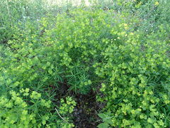 Euphorbia esula