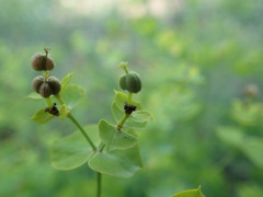 Euphorbia esula
