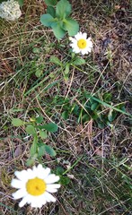 Tripleurospermum inodorum