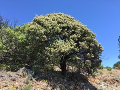 Arctostaphylos hooveri