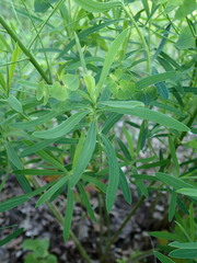 Euphorbia esula