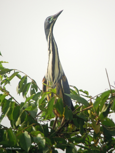 Dwarf Bittern