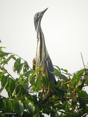 Ixobrychus sturmii