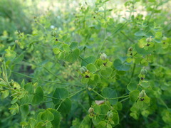 Euphorbia esula