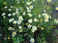 Anthemis ruthenica