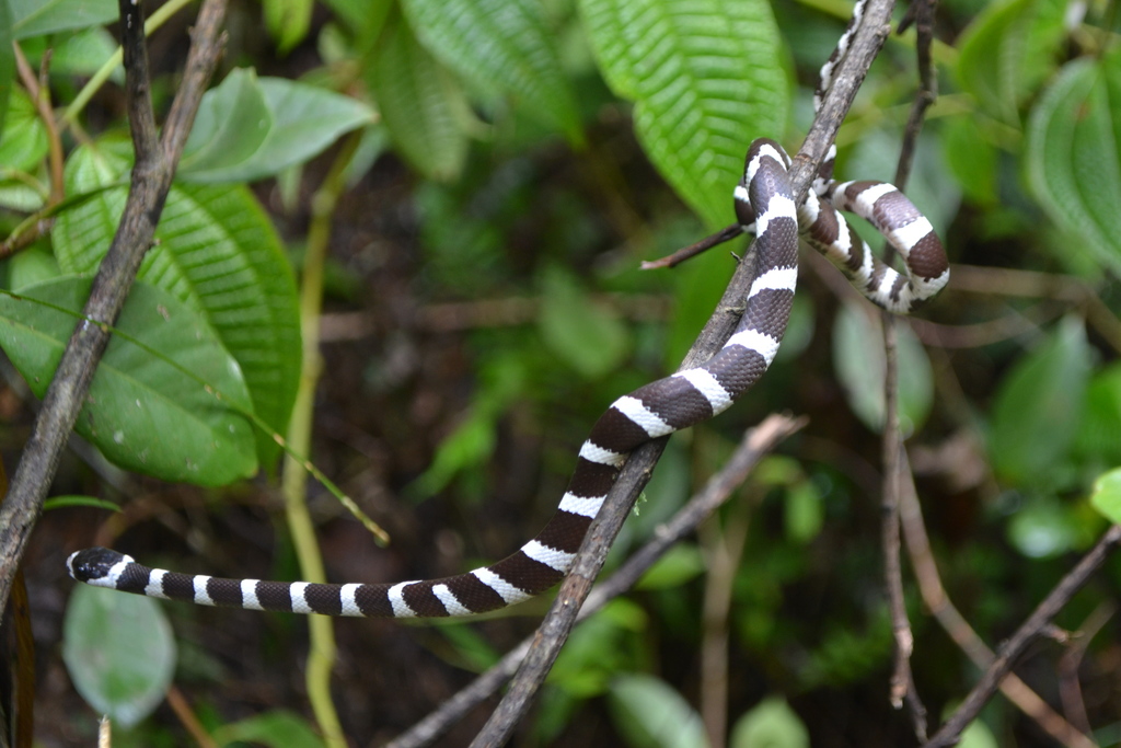 Betsileo White-Banded Tree Snake