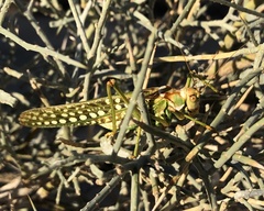 Capnobotes arizonensis