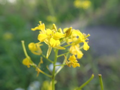 Sisymbrium loeselii
