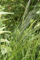 Eragrostis planiculmis